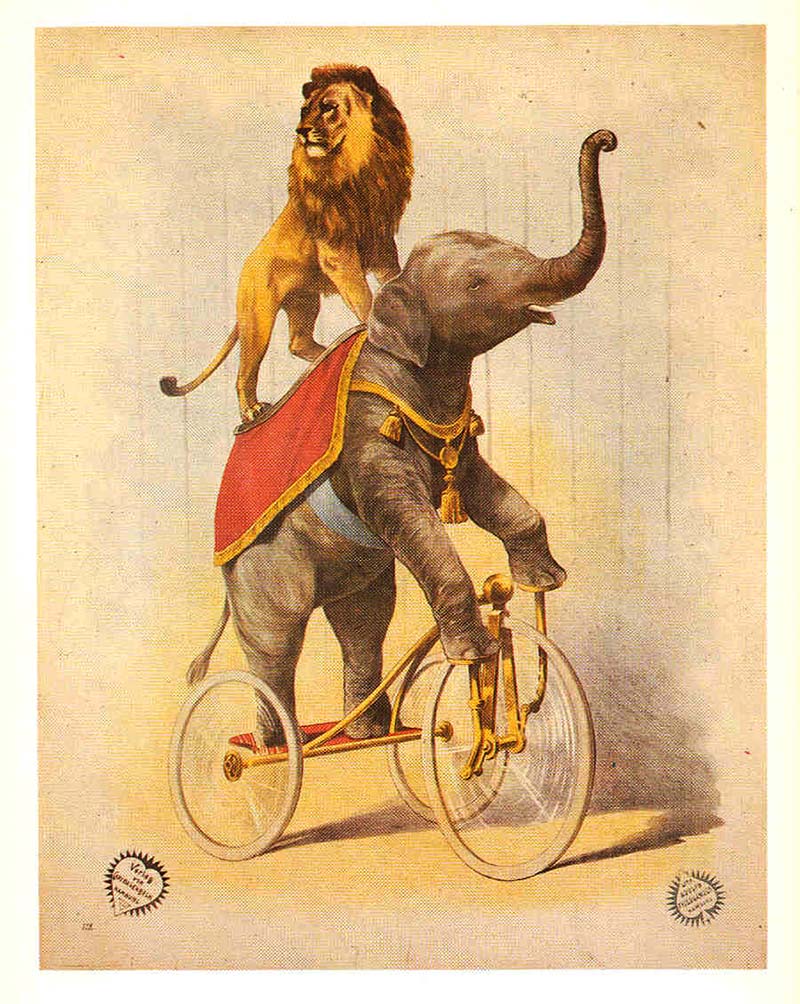 Elephant riding a bike