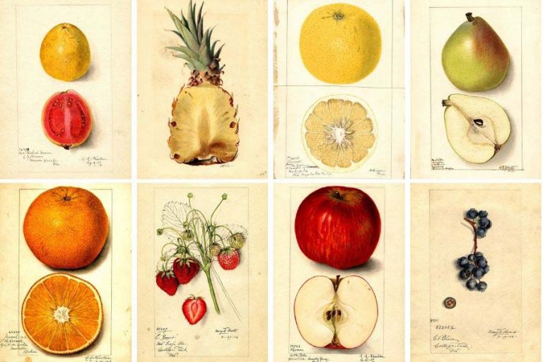 Watercolour fruit prints