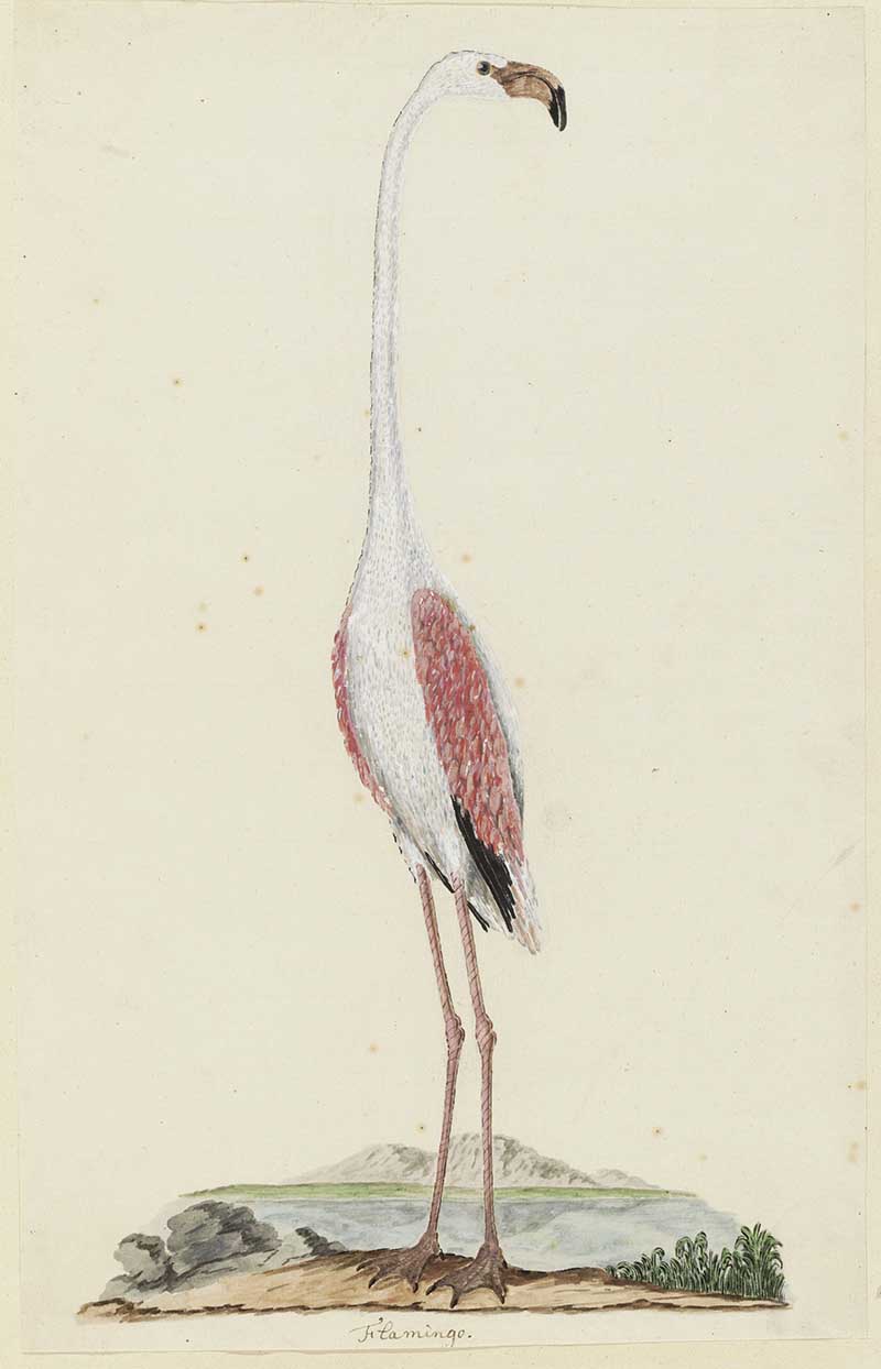Greater Flamingo picture to print
