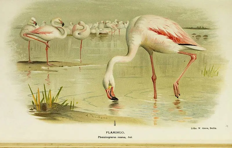 Vintage flamingo art prints greater flamingo