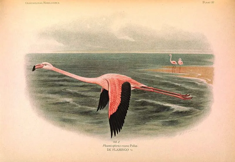 Greater flamingo in flight