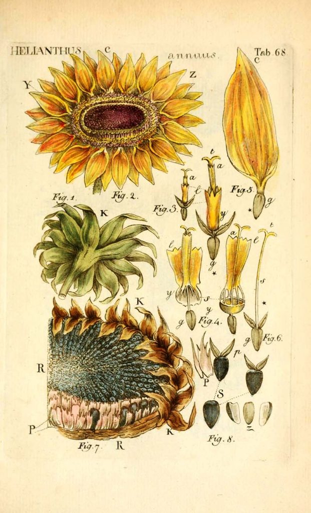 Dissected sunflower