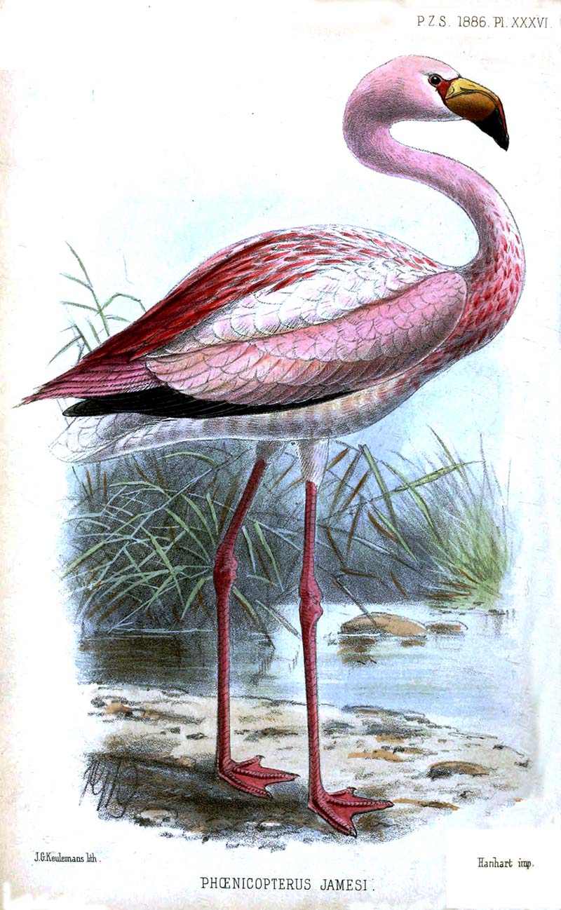 James's Flamingo Illustration picture to print