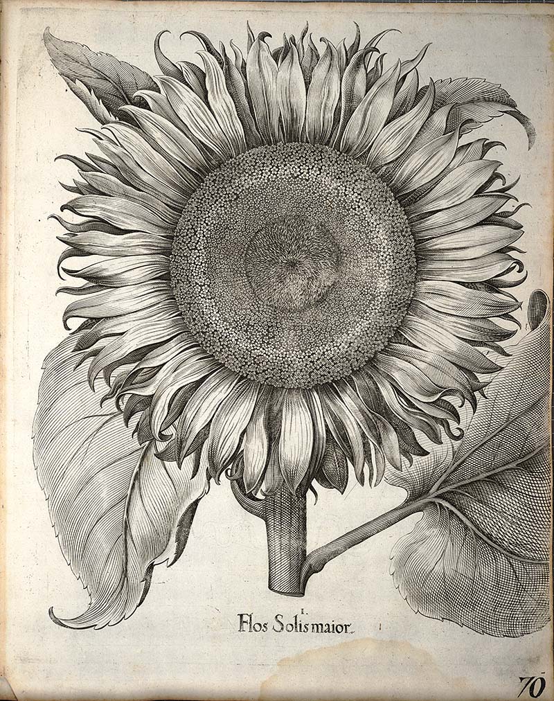 Black and white drawing of a sunflower head