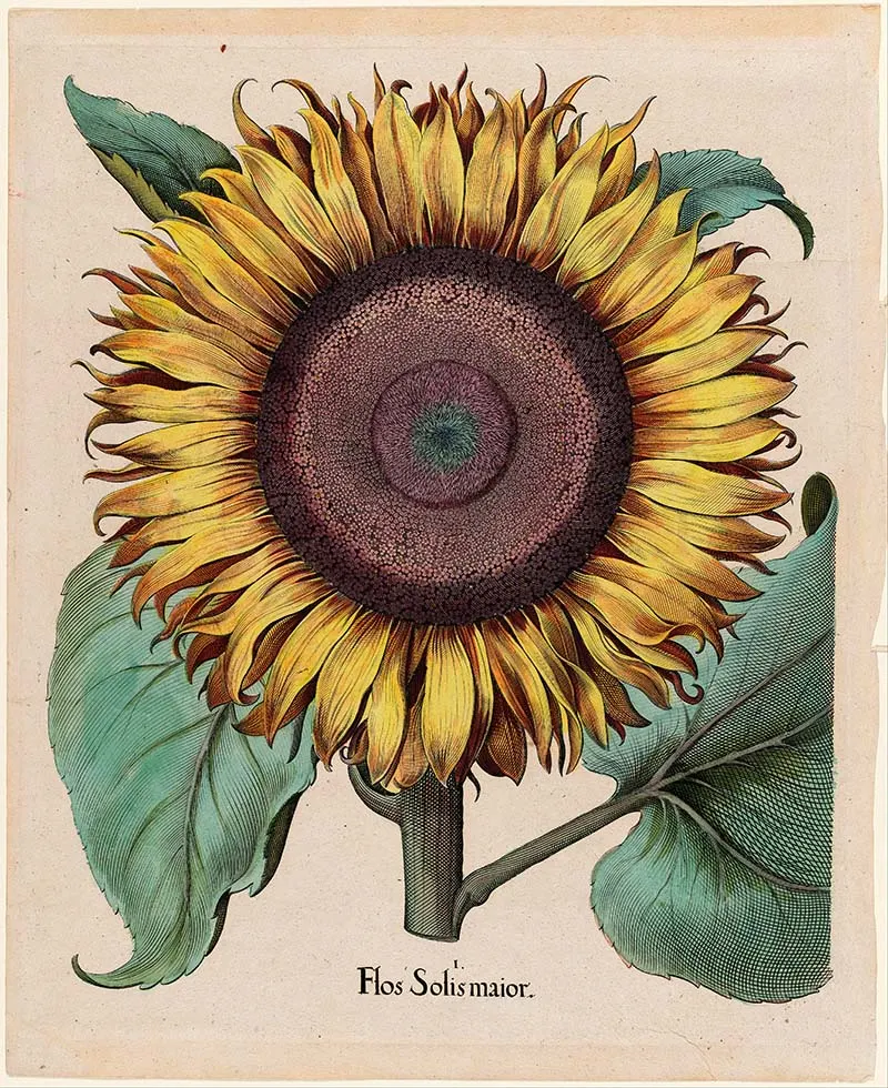 Large sunflower illustration