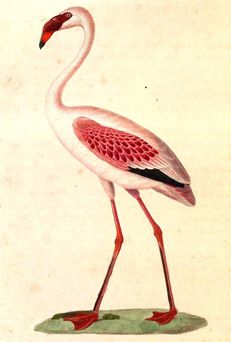 Vintage flamingo painting lesser flamingo
