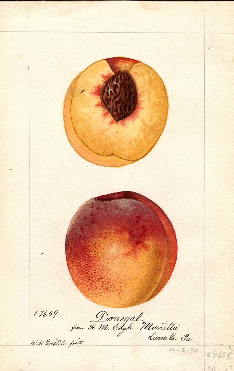 Donegal Peachs illustration