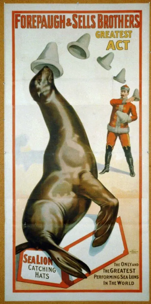 Sea Lion Circus POSTER