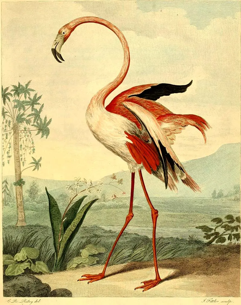 Greater flamingo art prints 1792
