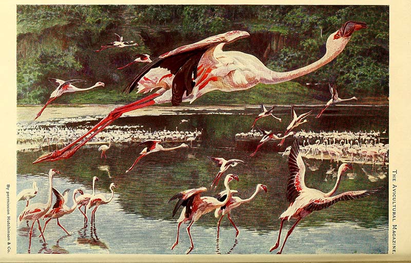 flamboyance of flamingos picture to print