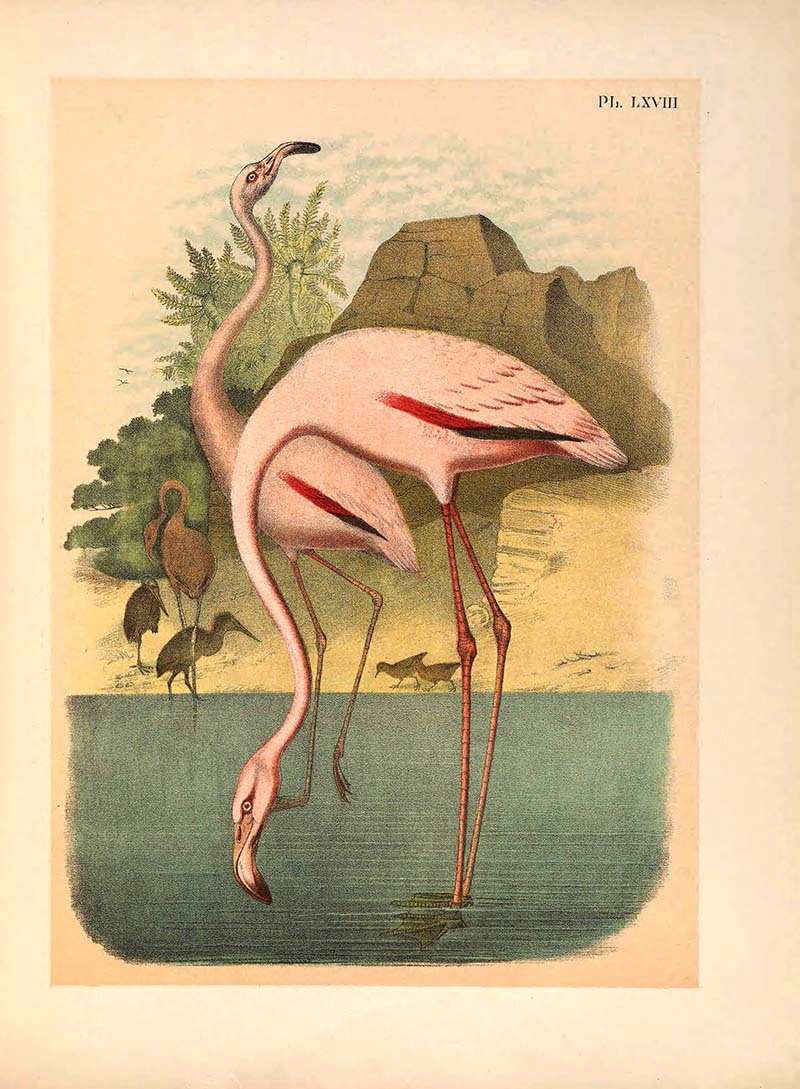 American Flamingo art prints