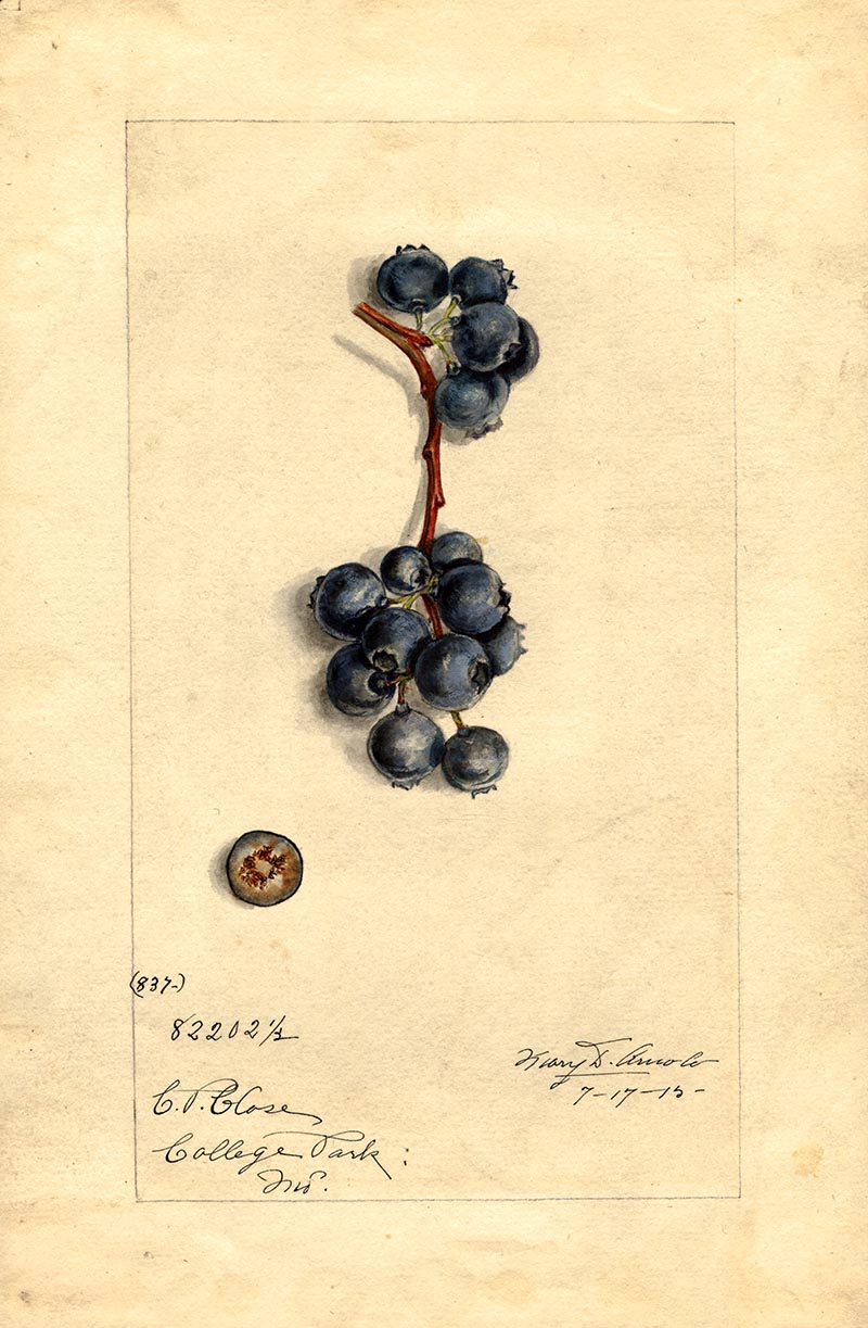 Watercolor blueberries illustration