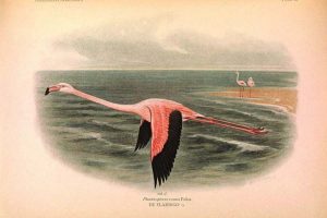 copyright free flamingo art prints