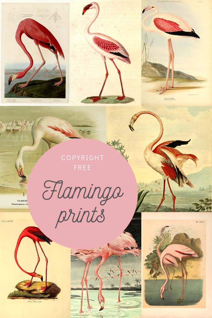 Flamingo art prints