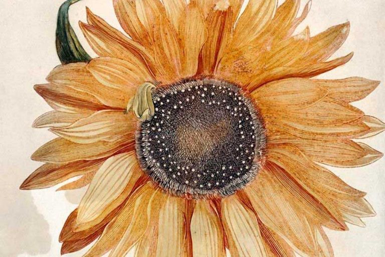 Stunning Free Botanical Sunflower Drawings In The Public Domain