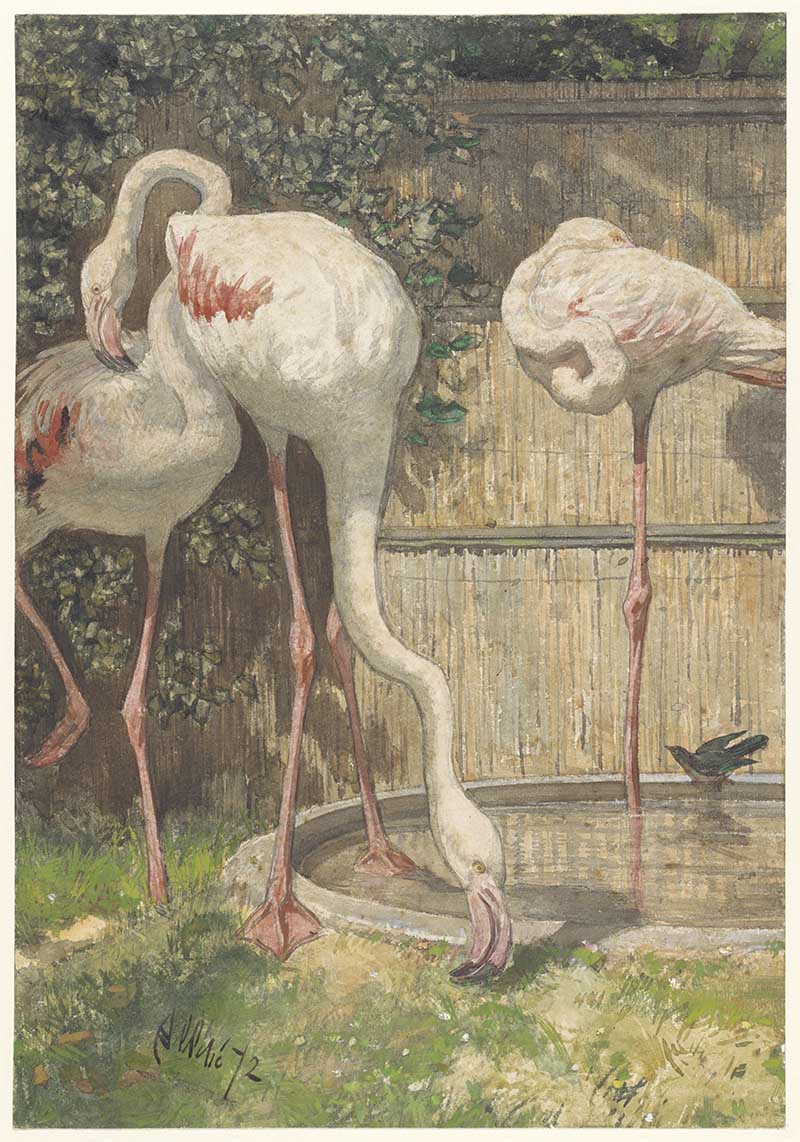 Three flamingos by basin vintage picture to print