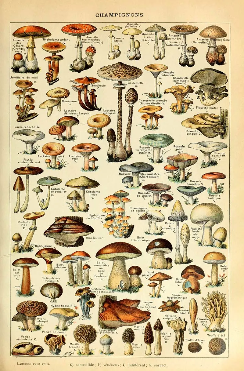 Mushroom botanical poster