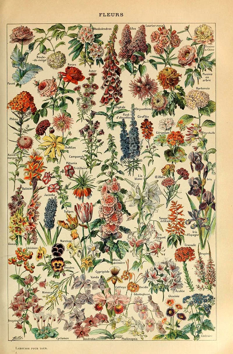 Fleurs Adolphe Millot
