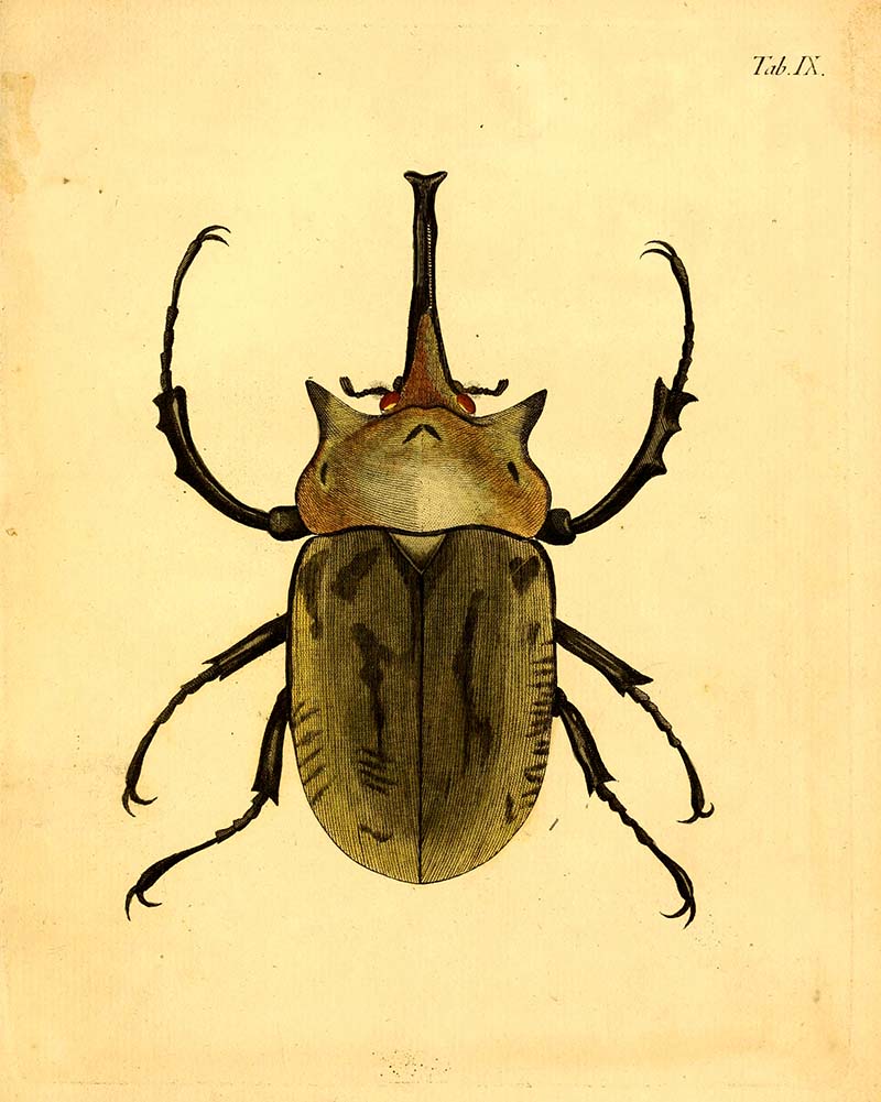Vintage beetle illustration