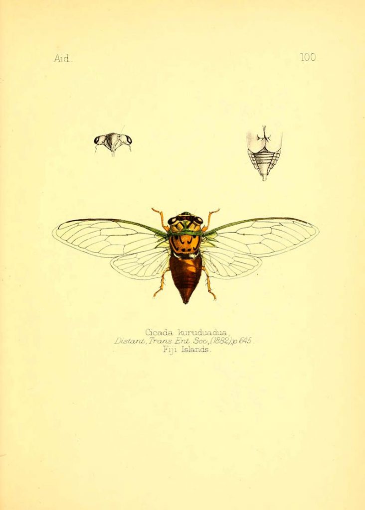 cicada Kurudunua
