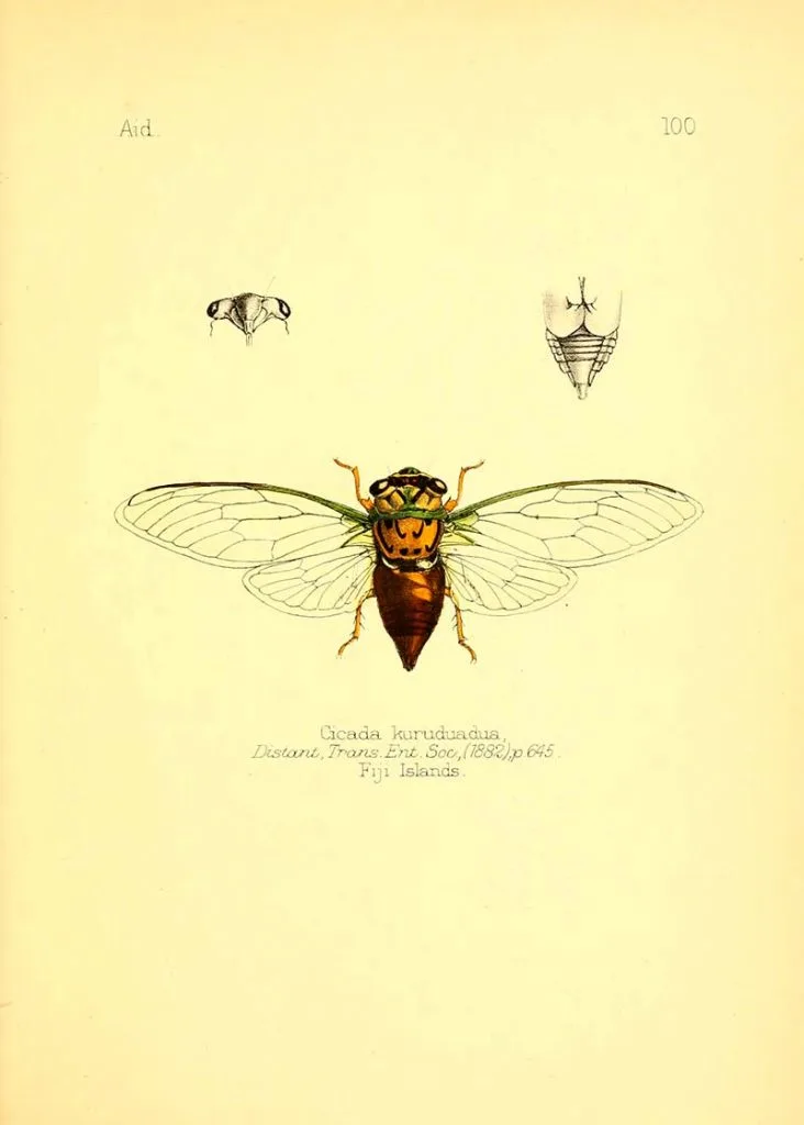 cicada Kurudunua