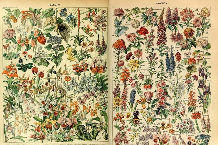 vintage botanical posteres