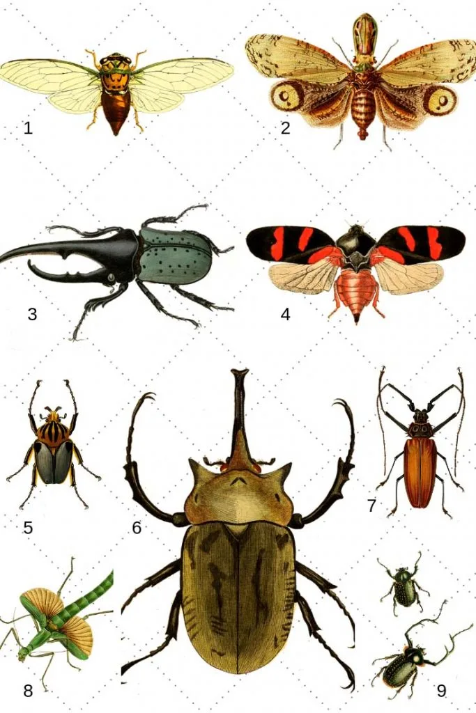 free insect prints as clipart