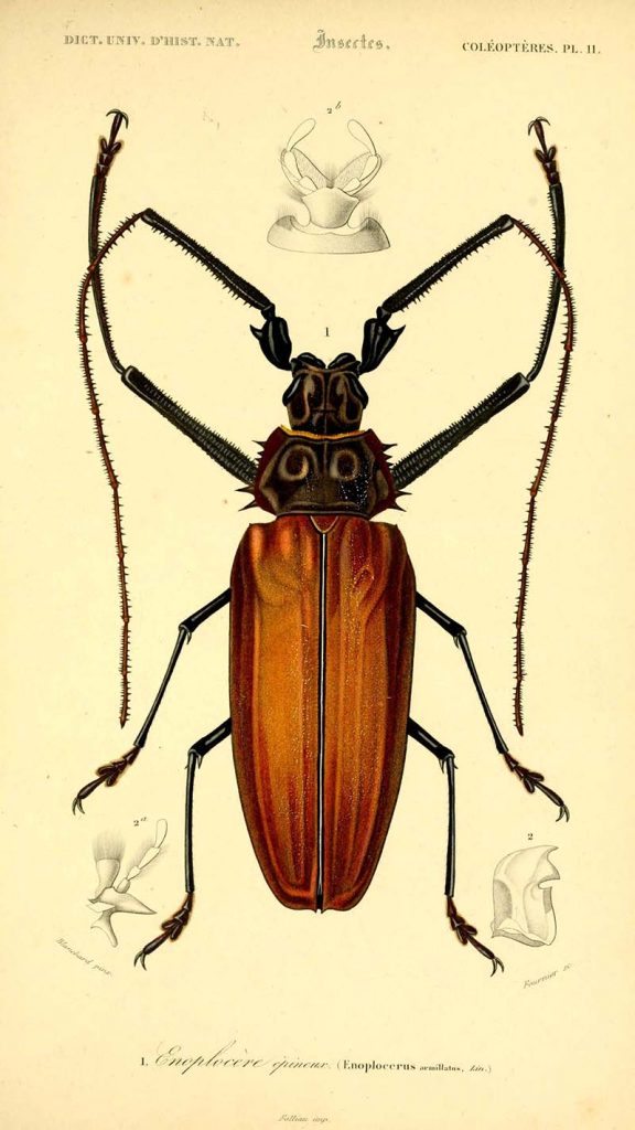 Giant Long Horn Beetle illustration