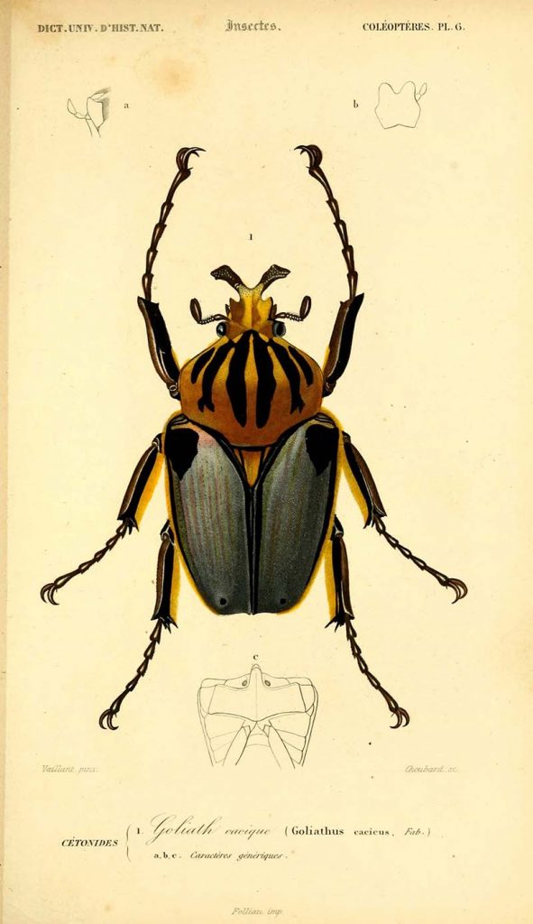 Goliathus Cacicus beetle