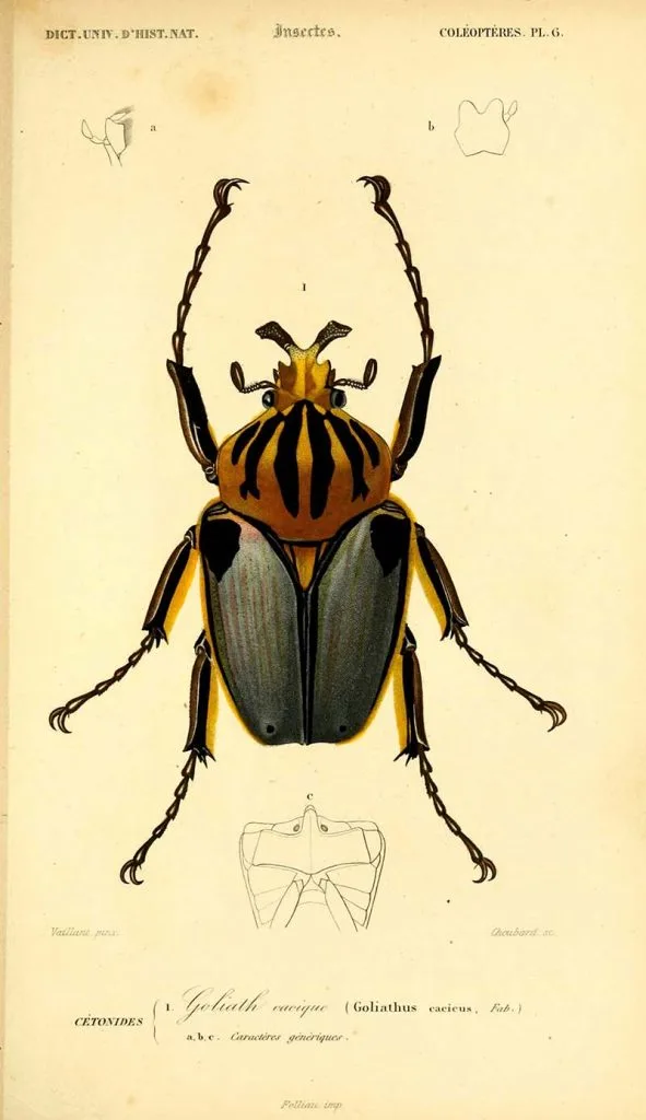 Goliathus Cacicus beetle