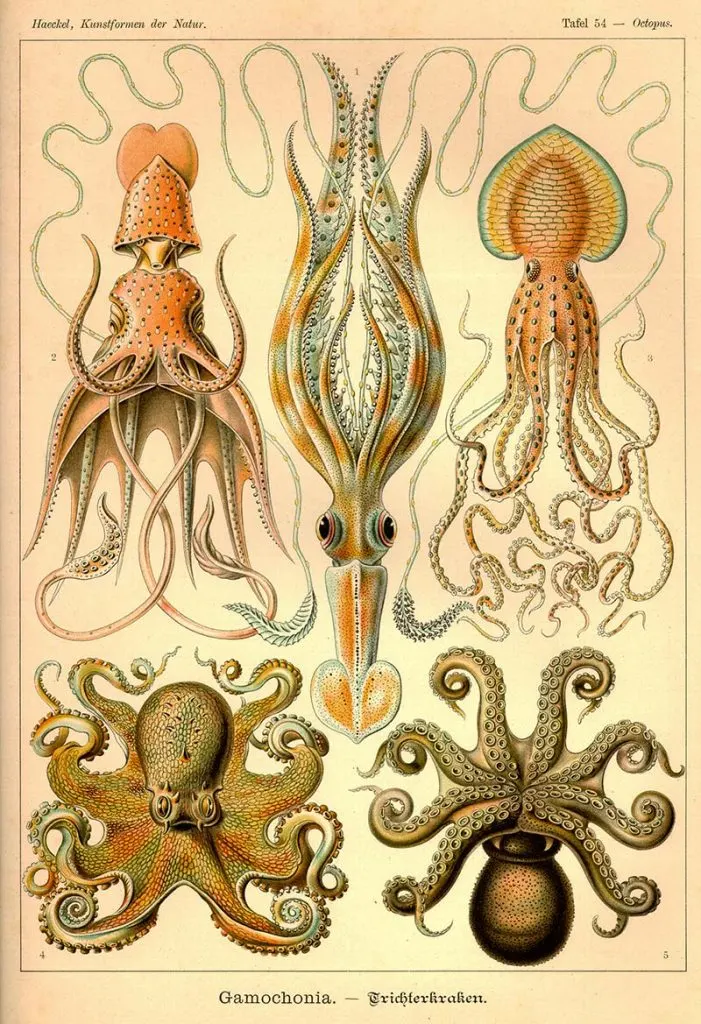 vintage octopuses drawings