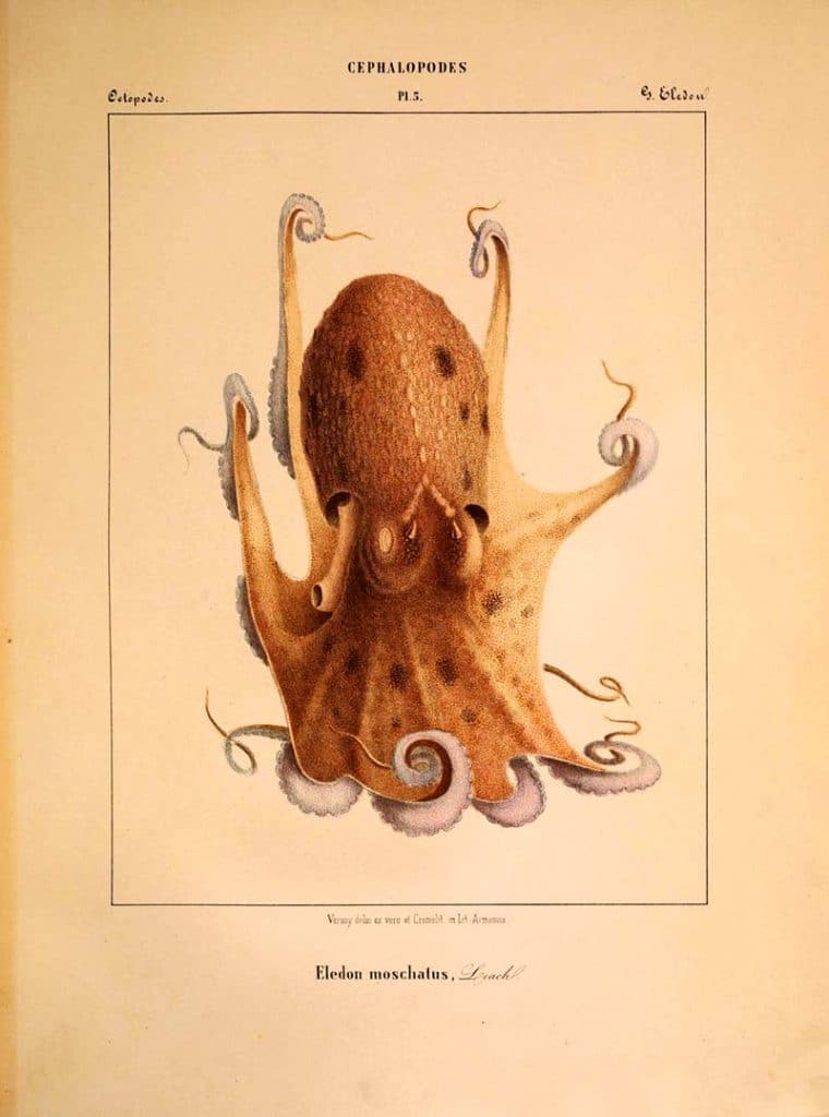 musky octopus drawing