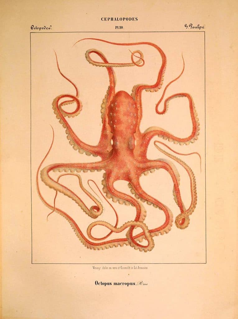 vintage octopus print