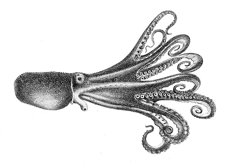 black and white webfoot octopus drawing