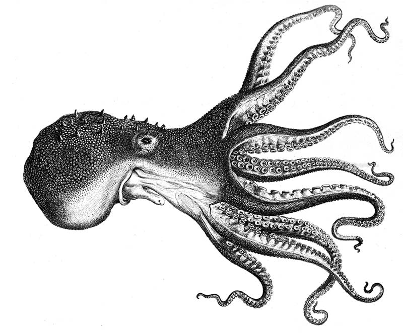 Black and white octopus illustration