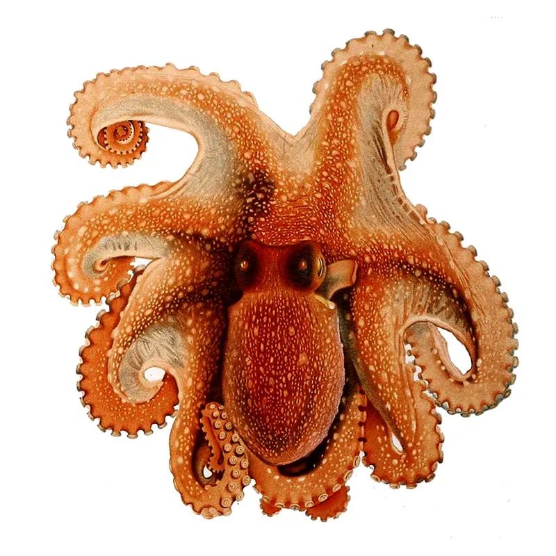 vintage spider octopus illustration