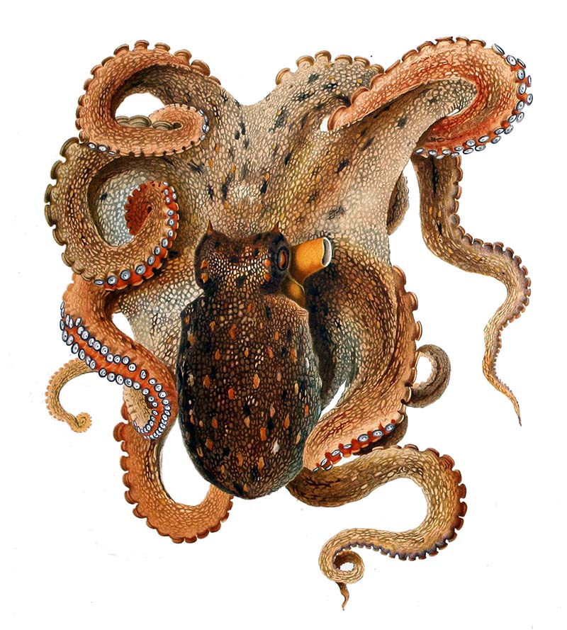 vintage octopus illustration