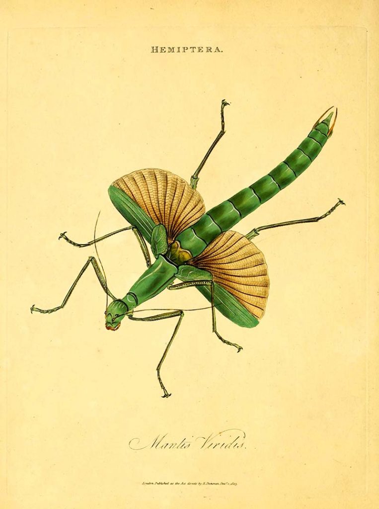 Free vintage insect illustration praying mantis