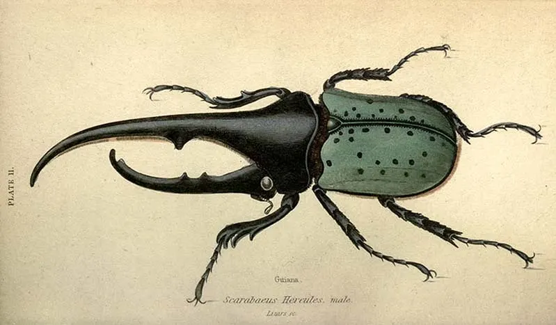 Dynastes Hercules Beetle free insect print