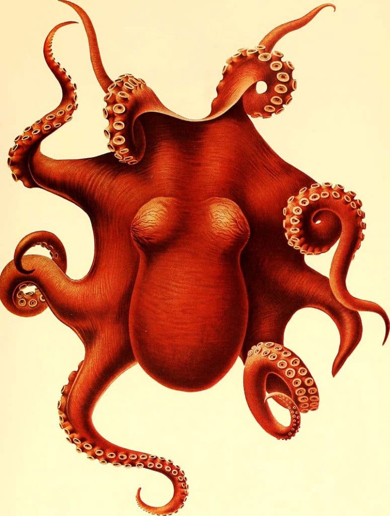 vintage octopus print free