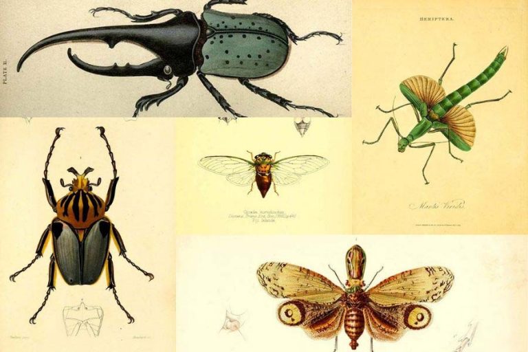 Wonderful Vintage Free Insect Prints To Download