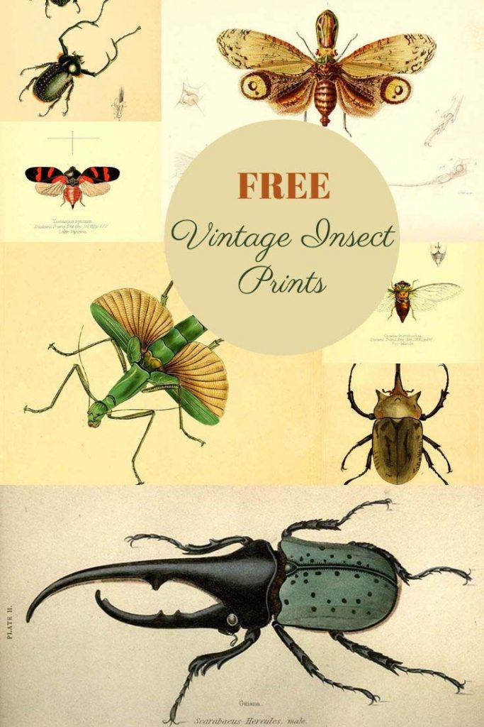 Vintage free insect prints
