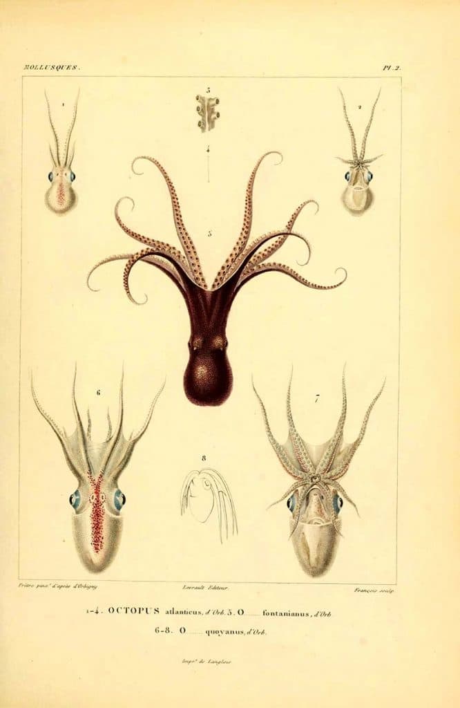 vintage octopus poster