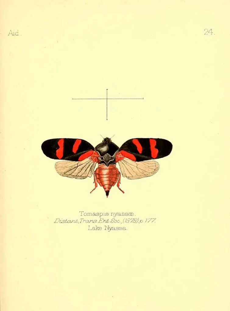 Red winged copyright free insect print