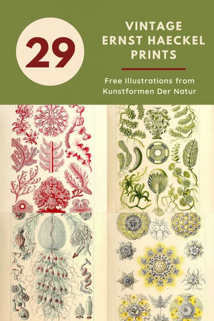 Free Ernst Haeckel Illustrations
