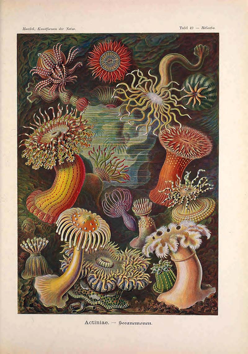 Sea Anemones Ernst Haeckel prints