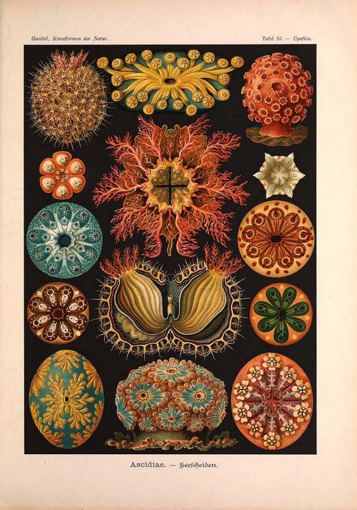 sea squirts Ernst Haeckel prints