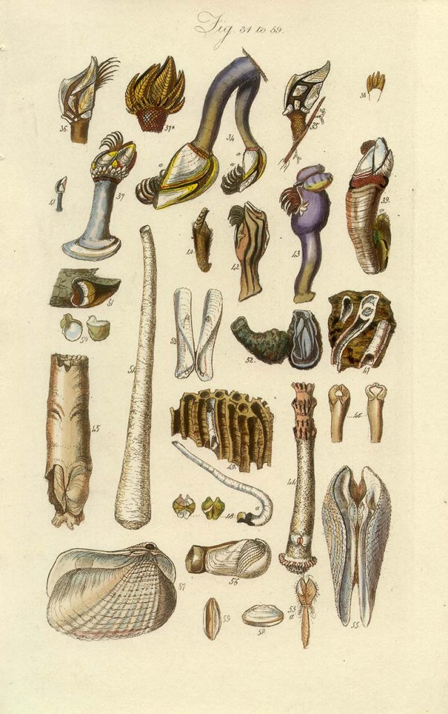 Barnacles and other shells poster