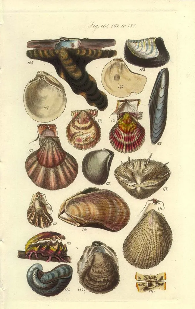 Clams scallops and oyster shell identification poster