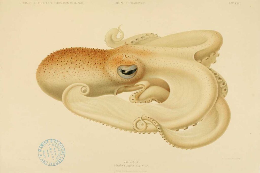 Vintage octopus illustrations